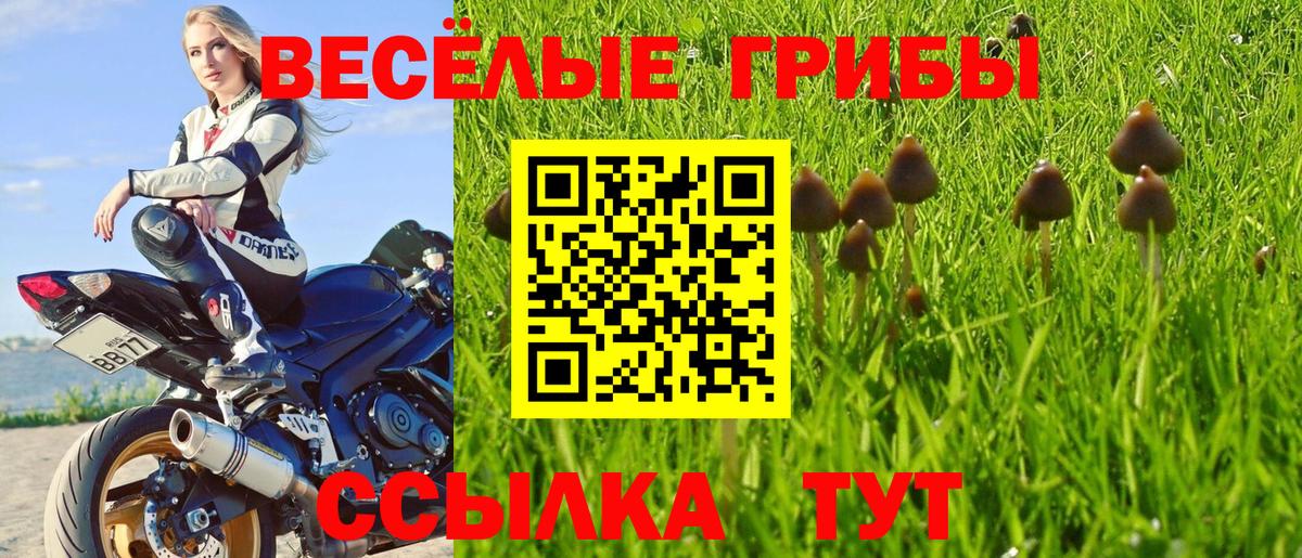 Галлюциногенные грибы Cubensis  Курчалой  Галлюциногенные грибы GOLDEN TEACHER 